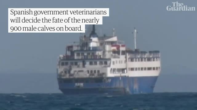 Hundreds of calves stranded at sea suspected for disease