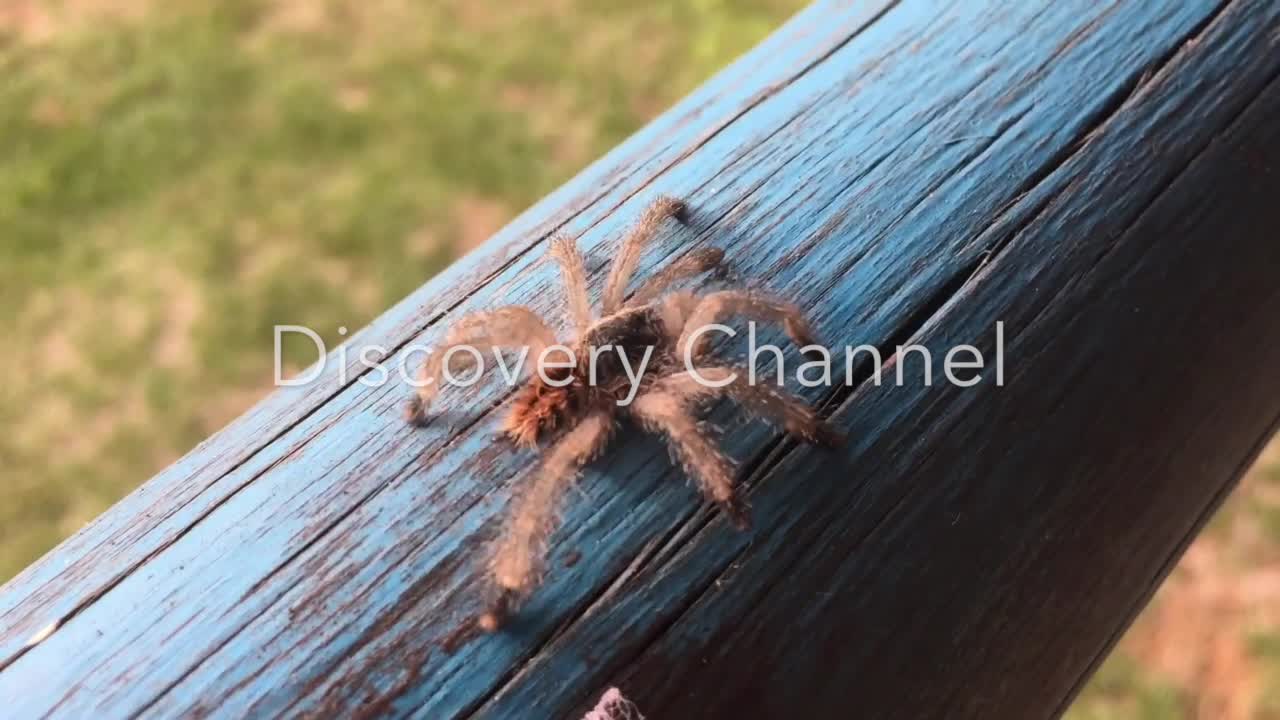 Spider crawling