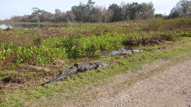 Two American Alligators resting