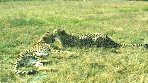 Two Cheetahs