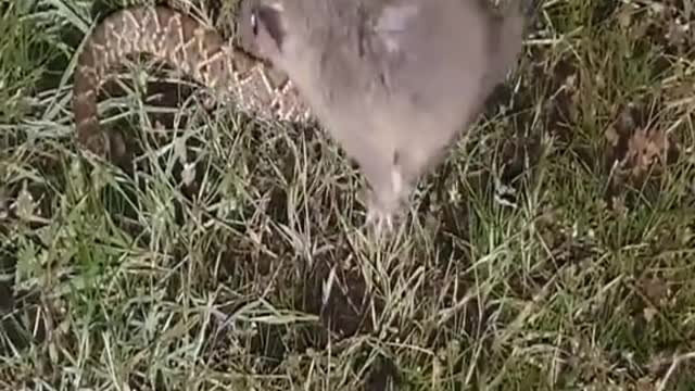 porque esse pequeno animal mata a cobra cascavel