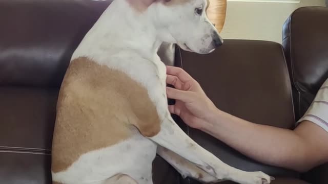 Family builds indoor pool for water-loving dog