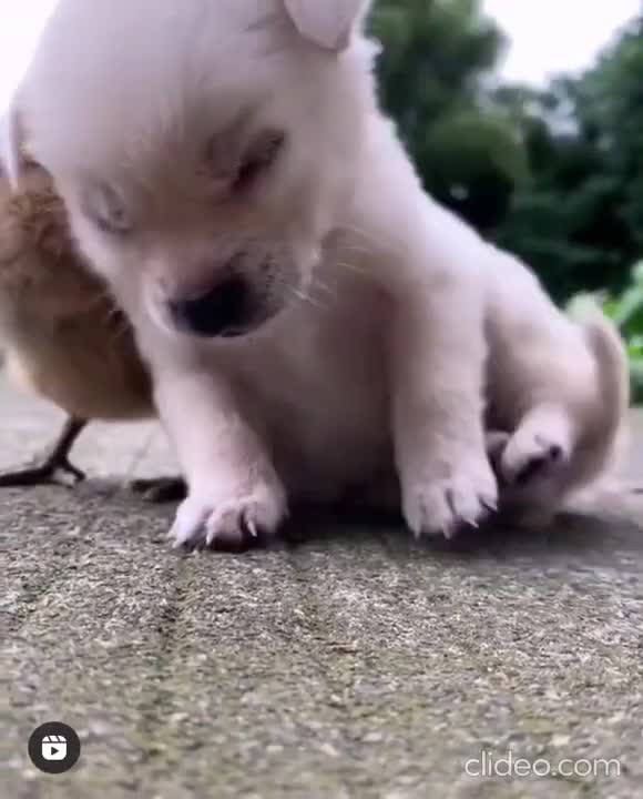 CUTE PUPPY SLEEPING BESIDE BIRD