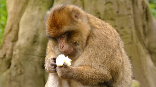 Monkey eating apple with strange crunching sound