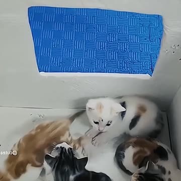 cats funny video very funny