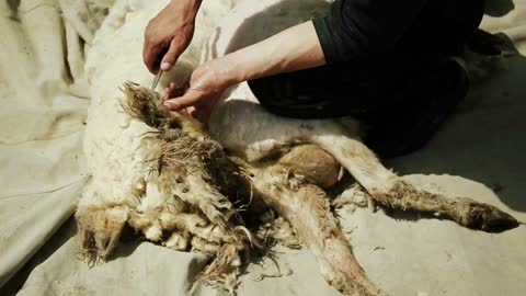 A man is cutting a sheep. Extracts fleece. For the spinning wheel