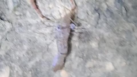 prawn swimming in water video