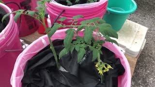 Cherry Tomatoes and Cucumbers Vs Aphids