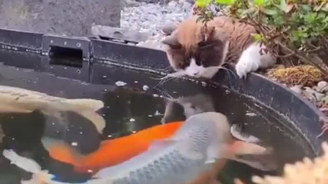 Kissy kissy Cat and Fish