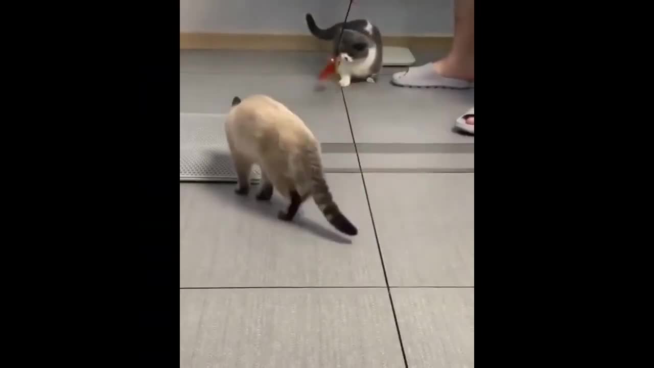 Best baby Cats - Cute and Funny Cat Videos Compilation