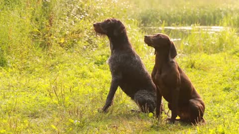 10 Ways Your Dog Uses To Speak To You