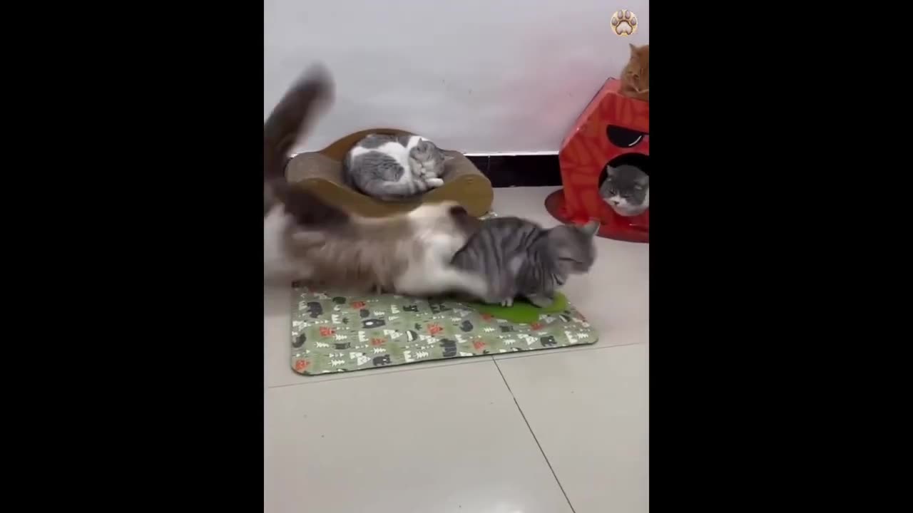 New Funny Animals Video #1
