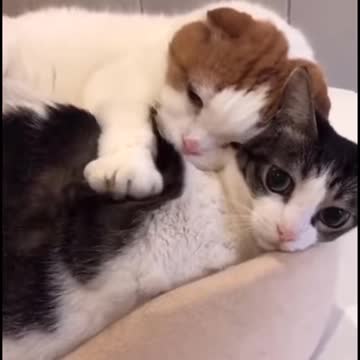 Adorable Kittens Cuddling