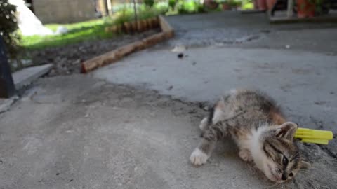 How to calm your cat