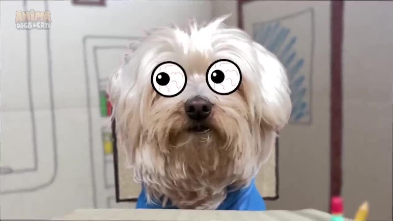 CASTIGO A MIS PERROS EN UNA CAJA DE CARTÓN DURANTE 24 HORAS !!
