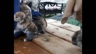 4 Rabbits Small playing Next To A Dog