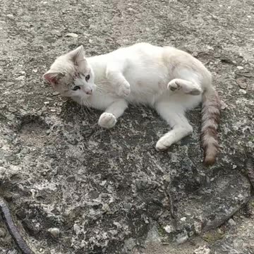 Like a cat with a dog ;-) Luna and Enola