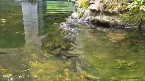 Eager Baby Beavers Eating Timber - CUTEST