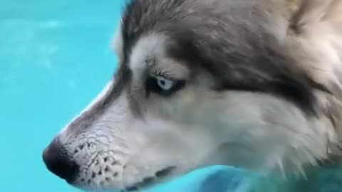 adorkable Siberian Husky