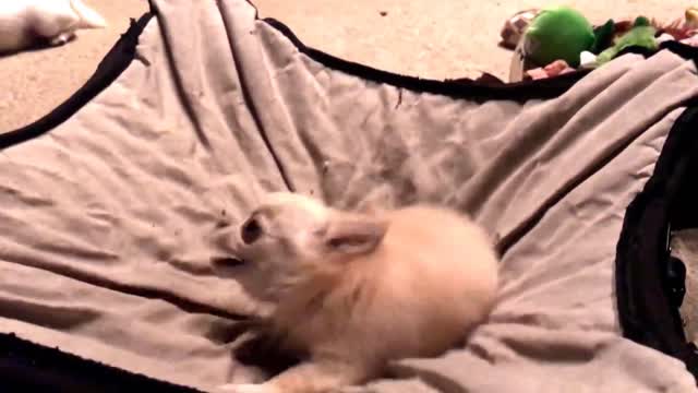 Cute and Adorable Teeny Tiny Chihuahua Puppy