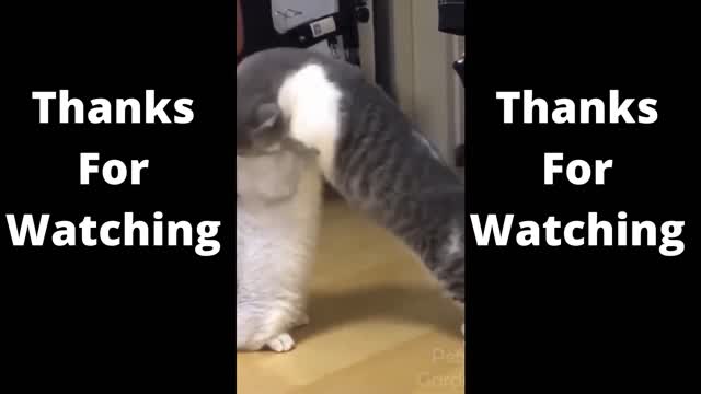 OMG CAT VIDEO WOW