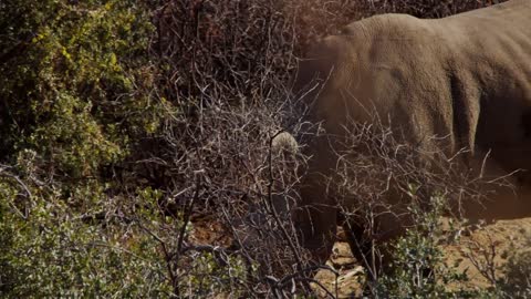 Wild sheep grazing by a river