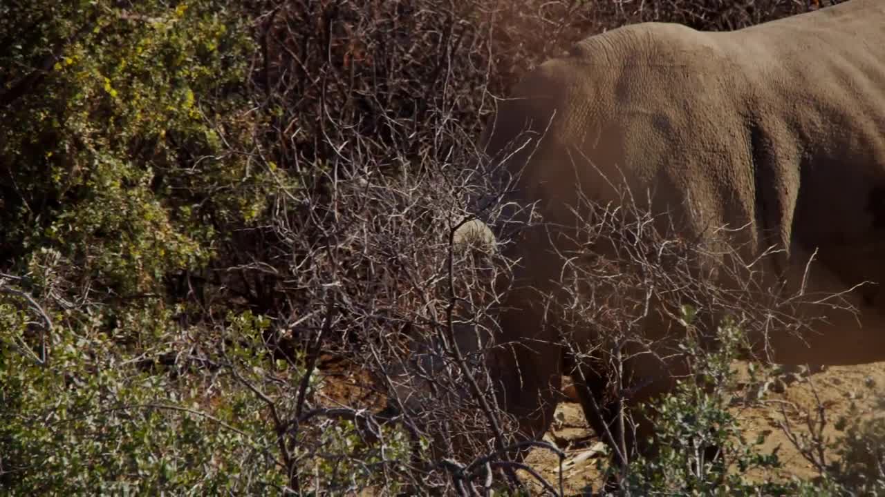 Wild sheep grazing by a river