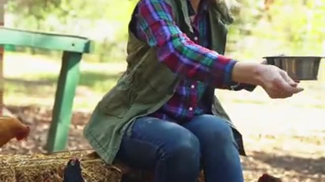 Woman Sitting on Hay Feeding Chickens