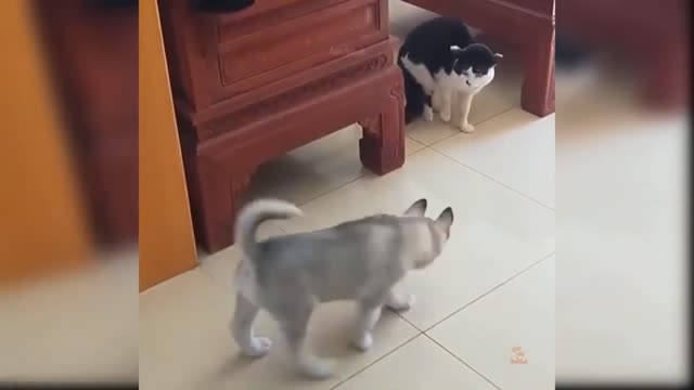 Baby Cats - Cute and Funny Cats 😂