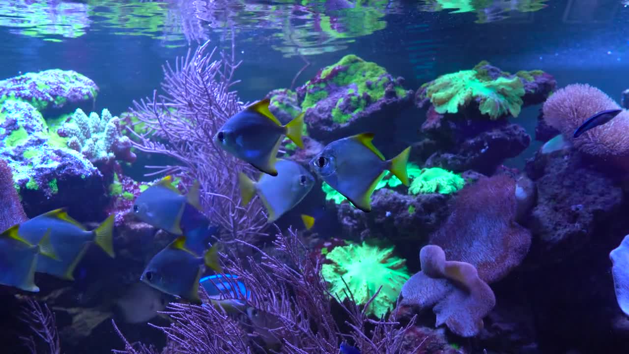 Bright fish swim in the aquarium