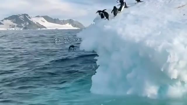 Penguins on ice