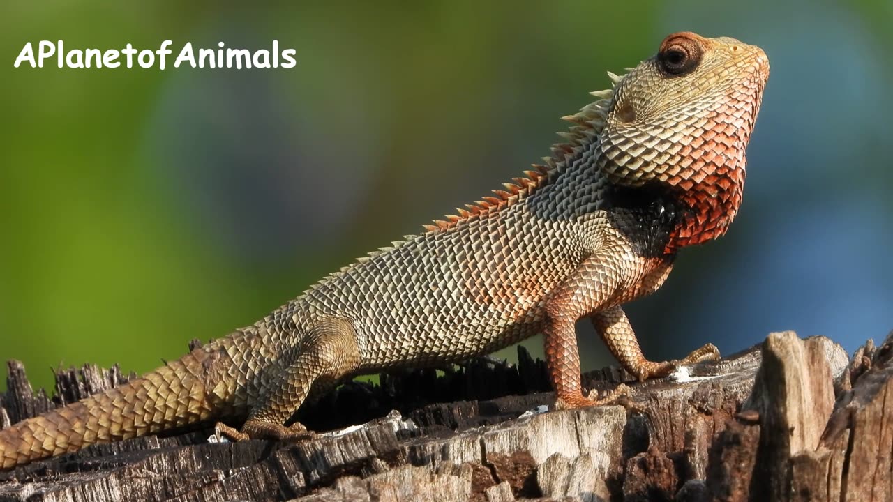 chameleons stunning 4K video experience! 🌿🦎