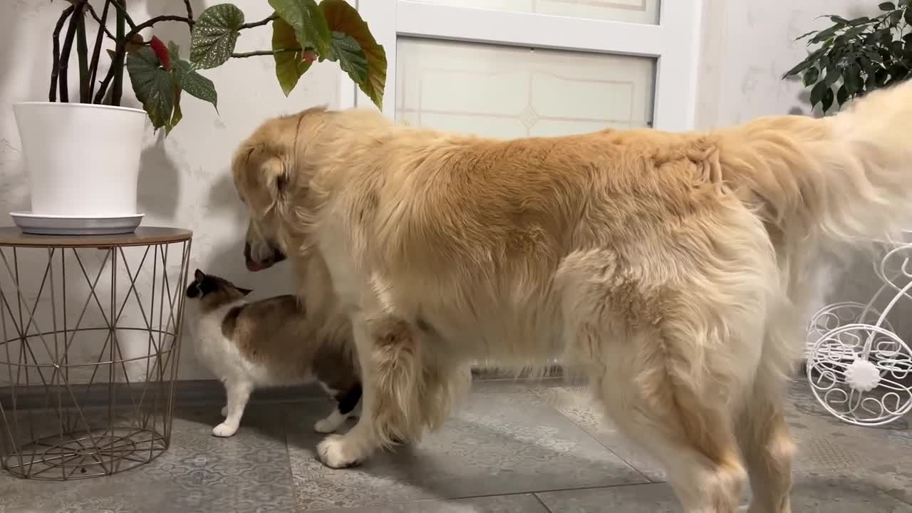 Golden Retriever Shocked by Nervous Cat [Simon tired of dog kisses]