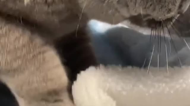 Together the meows are cats.