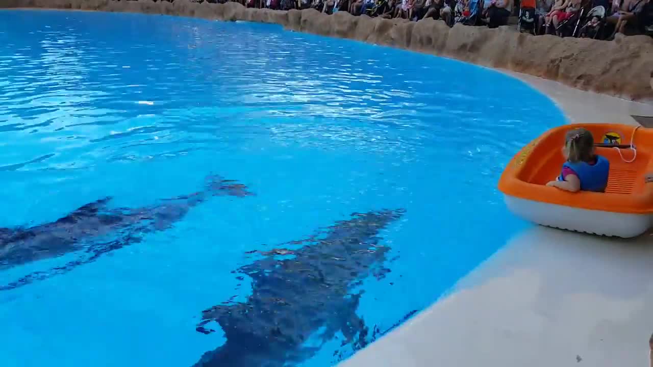 a baby and dolphin