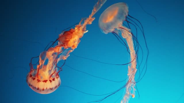 Movement of Jelly Fish🐠🐋🐟