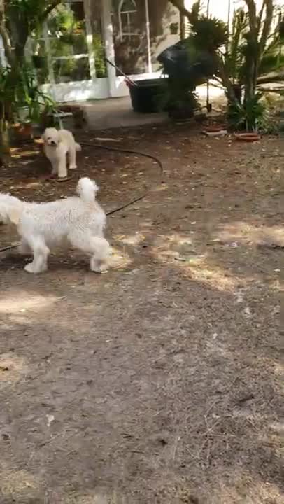 Goldendoodles meet Snoopy 2.25.22