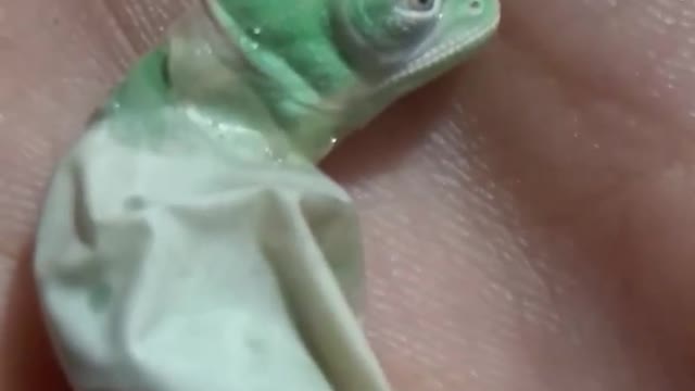 Incredible moment baby chameleon hatches from egg