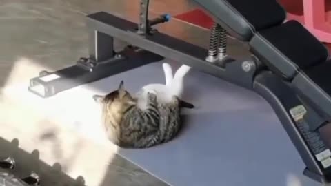 Cat health improve cat GYM