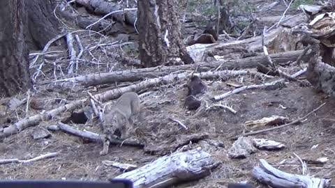 Big Bear Bobcat