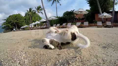 Funny Dog on Beach Wallowing in Sand near Resort