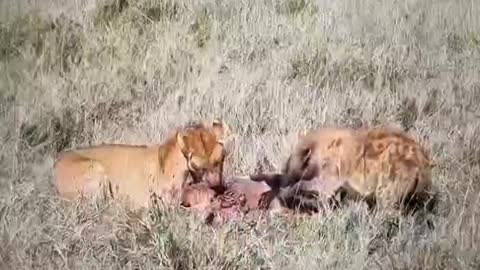 That's what the food chain is like, a world where the strong eat the weak.