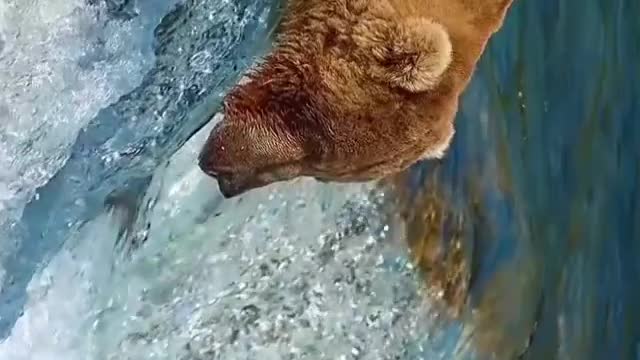 Brown bears can catch fish in such fast rivers.