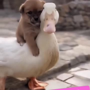 Dog and duck beautiful moment