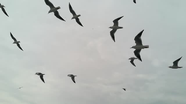 Various colors of birds