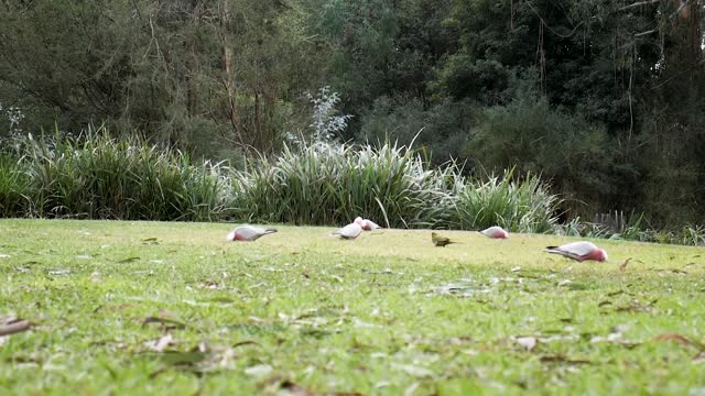 Watch beautiful parrots in the wild