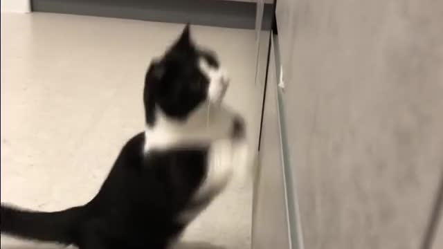 Tuxedo cat showing his hunting skills