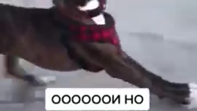 new video very funny dog video 2021