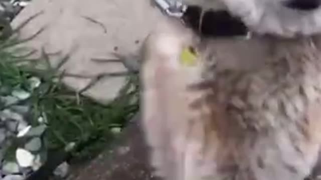 Like for more - Memes For You #Shorts