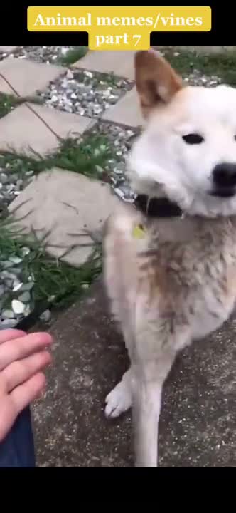 Like for more - Memes For You #Shorts